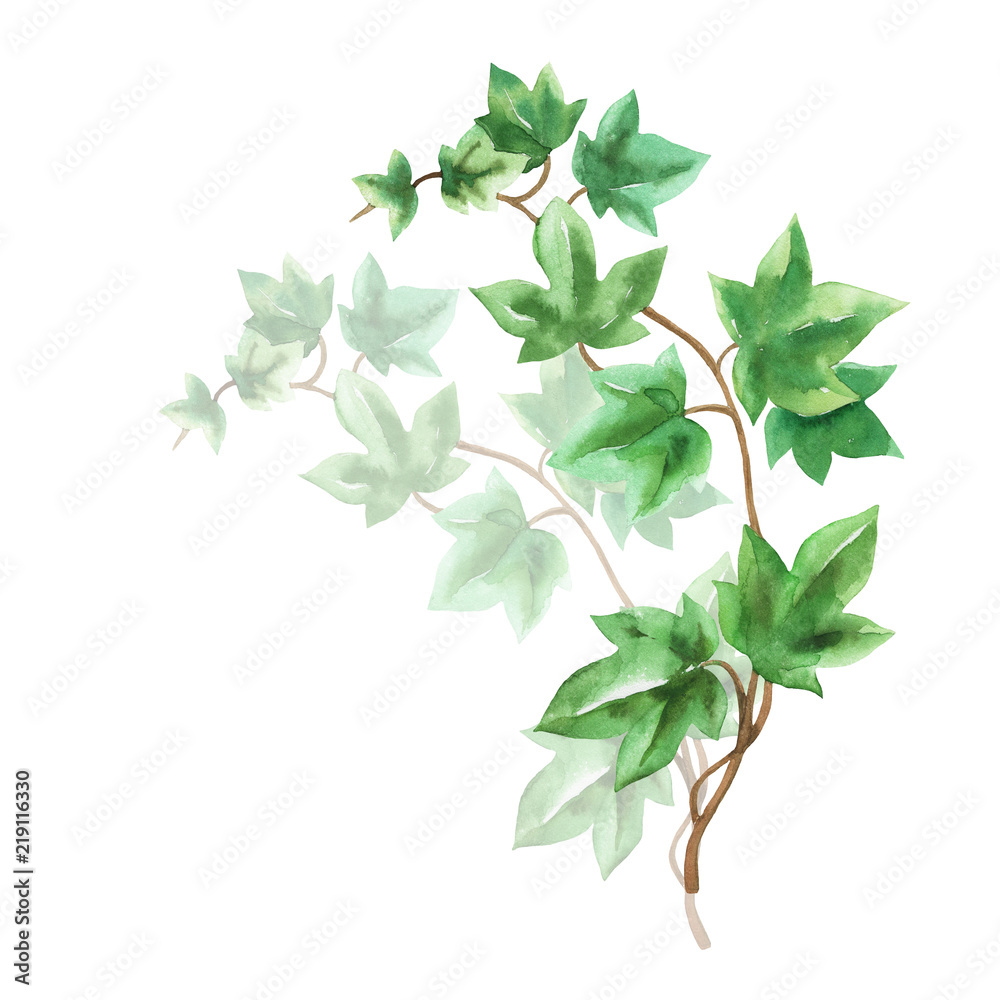 Ivy green branches watercolor in hand drawn sketch style as design element isolated on white background 