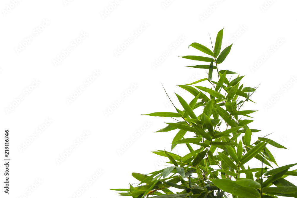 green bamboo leaf , green tropical foliage texture isolated on white background of file with Clipping Path . green bamboo leaf , green tropical foliage texture isolated on white background of file with Clipping Path .