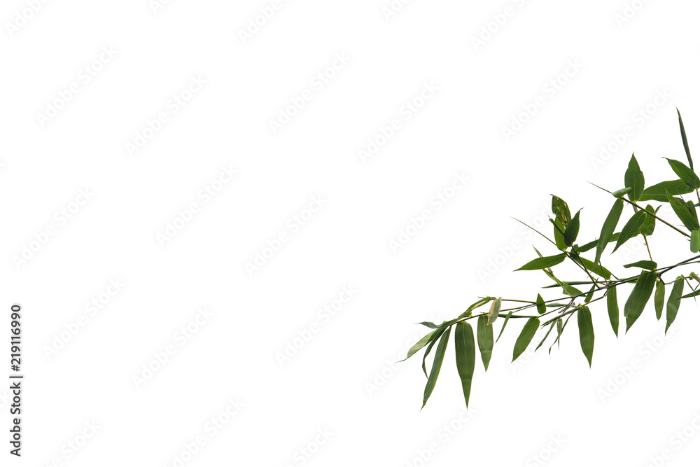 green bamboo leaf , green tropical foliage texture isolated on white background of file with Clipping Path .