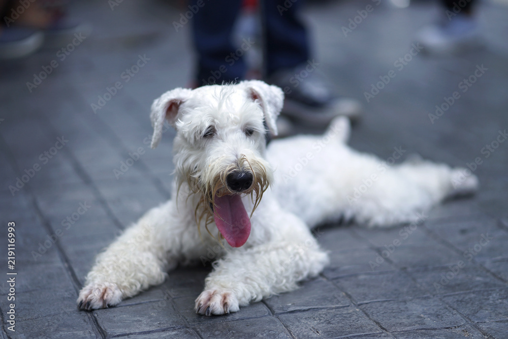 Little white color schnauzer dog happy sitting on the floor