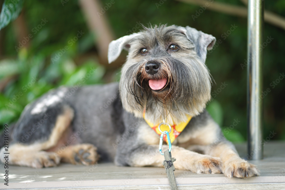 Little mixed breed terrier dog happy sitting on the floor Little mixed breed terrier dog happy sitting on the floor