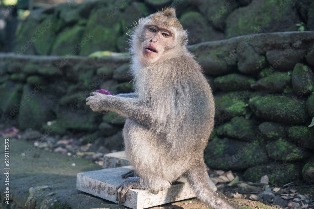 Naklejka premium Ubud Sacred Monkey Forest