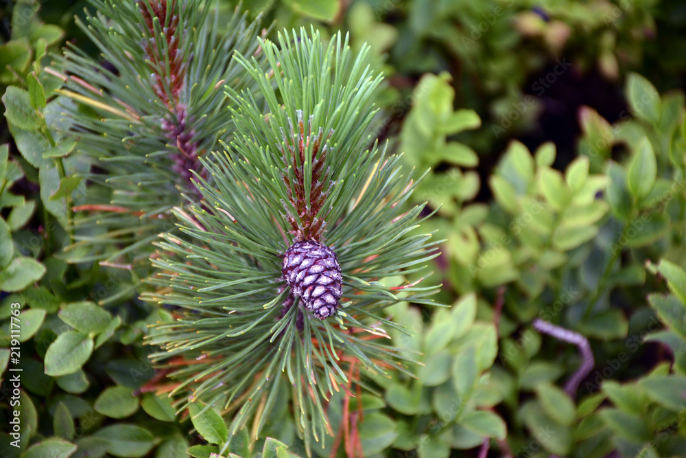 Beautiful lush spruce in the Carpathians Beautiful lush spruce in the Carpathians