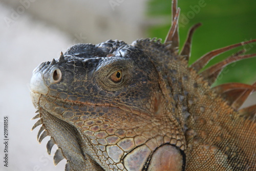 Fototapeta Naklejka Na Ścianę i Meble -  Leguan Echse Costa Rica Close up wild lebend braun Reptil Portrait
