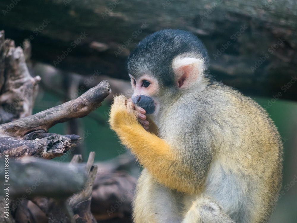 Obraz premium Black-capped squirrel monkey