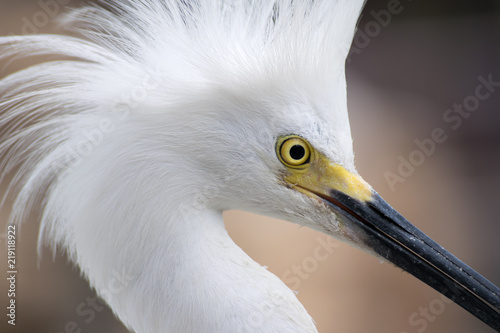 White bird close up