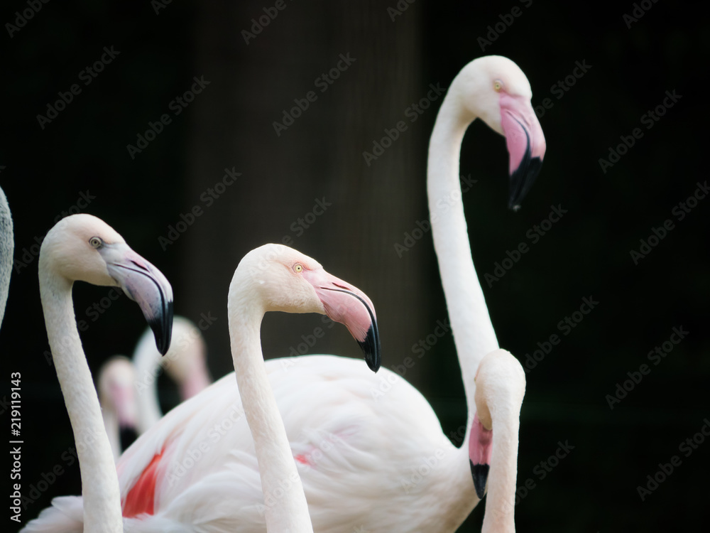 Naklejka premium Group of pink Flamingos