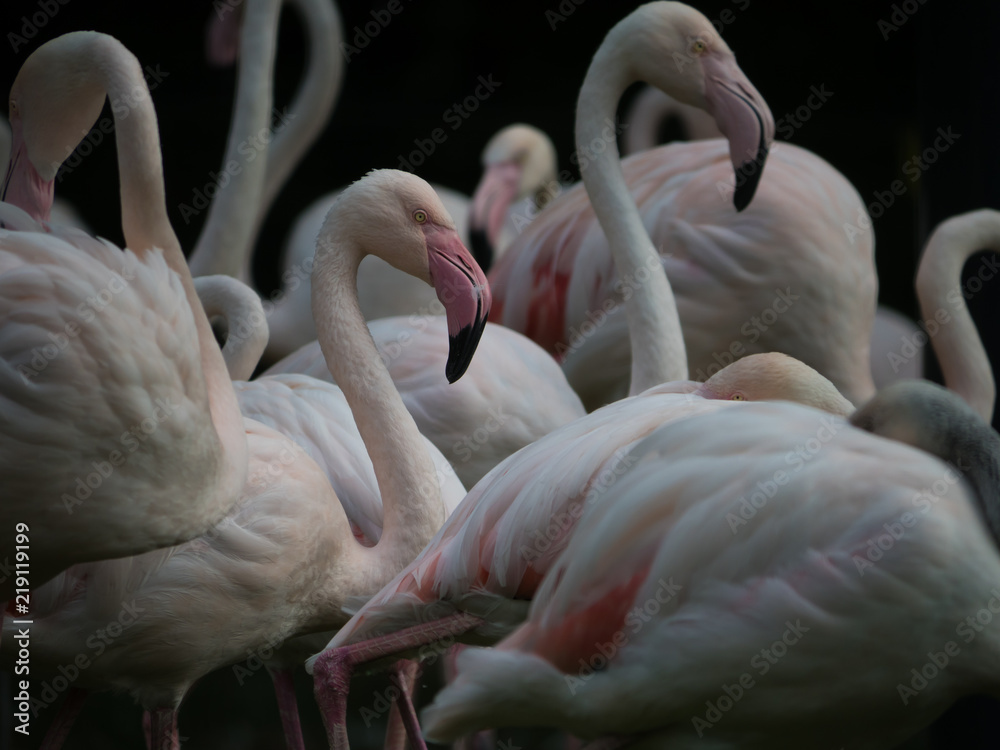 Naklejka premium Group of pink Flamingos