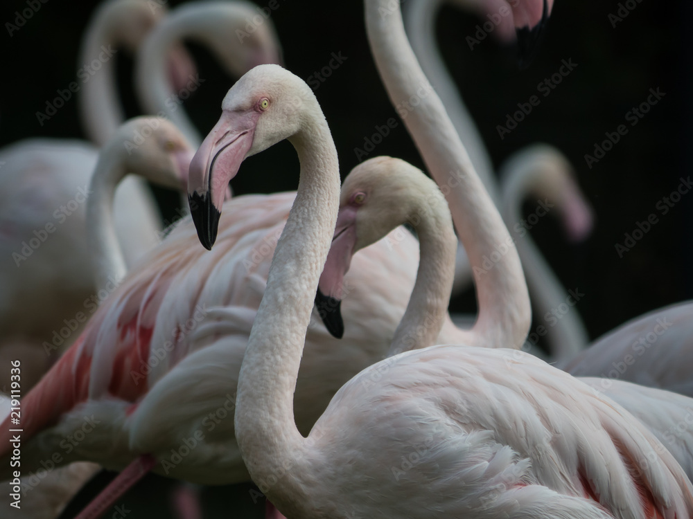 Naklejka premium Group of pink Flamingos