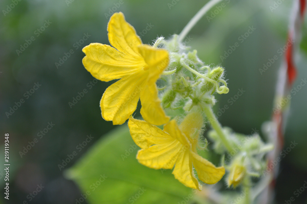 Male cucumber flower, Cucumis sativus, Central of Thailand Male cucumber flower, Cucumis sativus, Central of Thailand