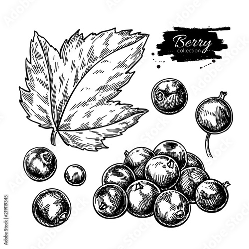 Black currant vector drawing. Isolated berry branch sketch on wh