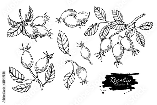Rosehip vector drawing. Isolated berry branch sketch on white ba photo