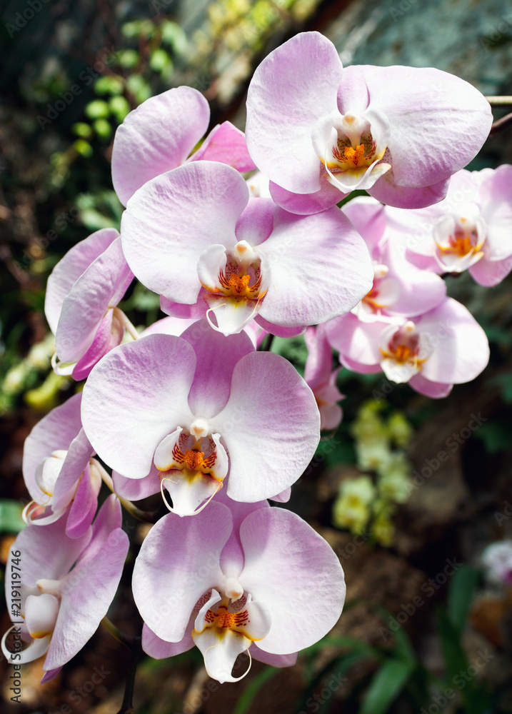 Beautiful pink orchid branch variety Phalaenopsis Sanderiana Beautiful pink orchid branch variety Phalaenopsis Sanderiana