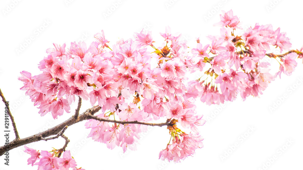 Cherry blossoms Cherry blossoms