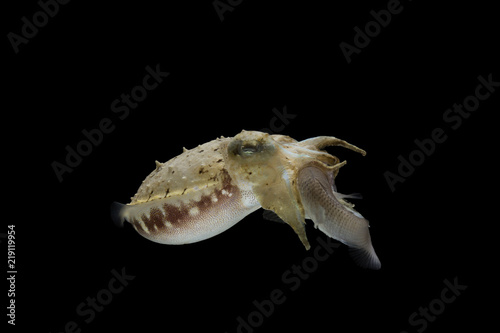 Cuttlefish eating fish with black isolated background photo