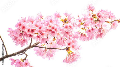 Cherry blossoms © River Ho