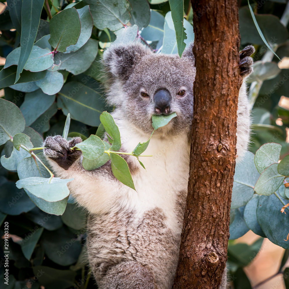 Obraz premium Koala eating leaves up a gum tree