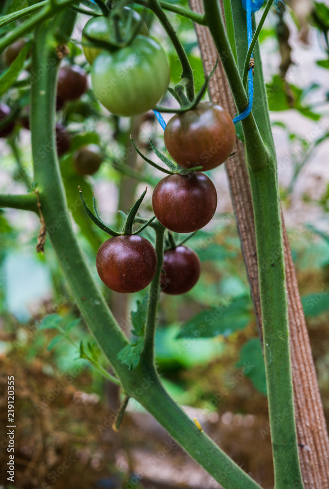 Huge clusters of burgundy cherry tomatoes in a greenhouse on a farm Huge clusters of burgundy cherry tomatoes in a greenhouse on a farm