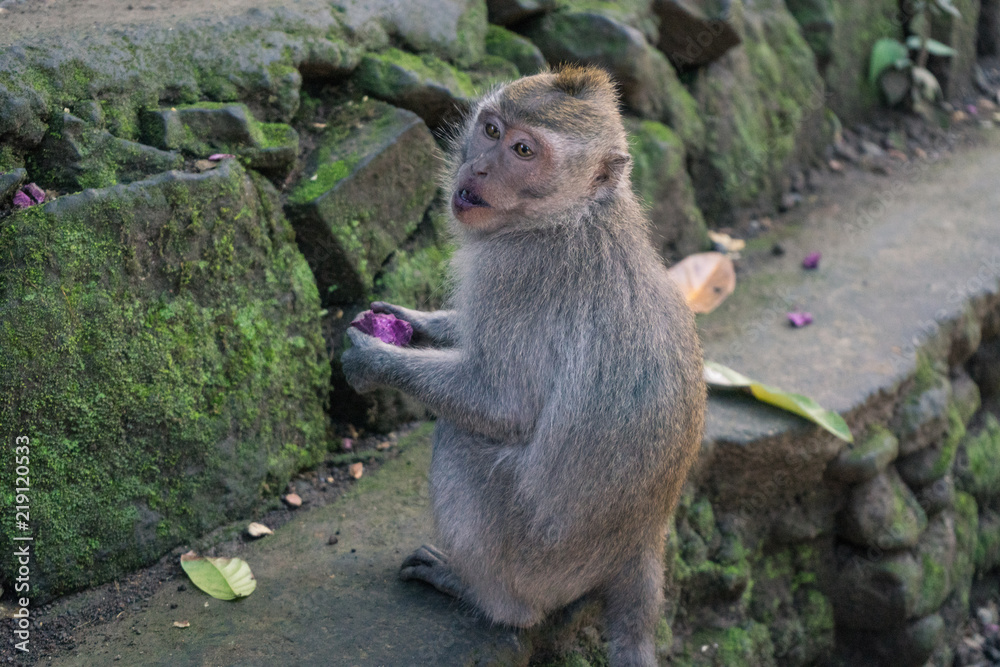Ubud Sacred Monkey Forest