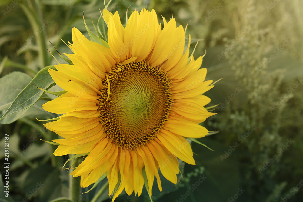 Fototapeta premium Zonnebloem in volle bloei