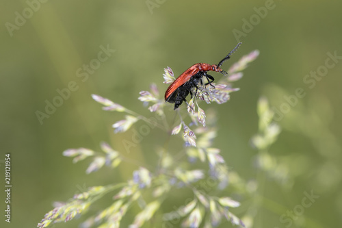 Cucujus cinnaberinus, beetle from the family of crimson, beautiful red color, side view © marcinmaslowski
