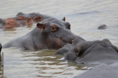 bain d'hippopotames