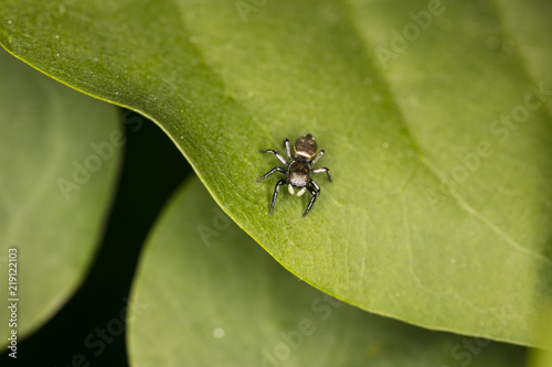 small jumping spider with a beautiful color, close up © marcinmaslowski