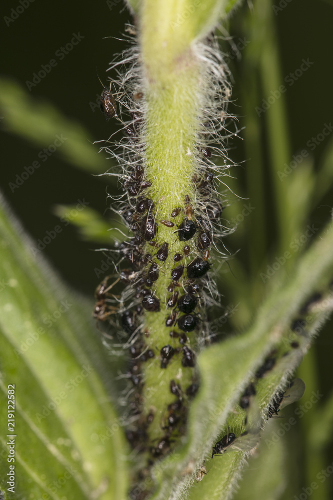 Naklejka premium very small black insects on the plant