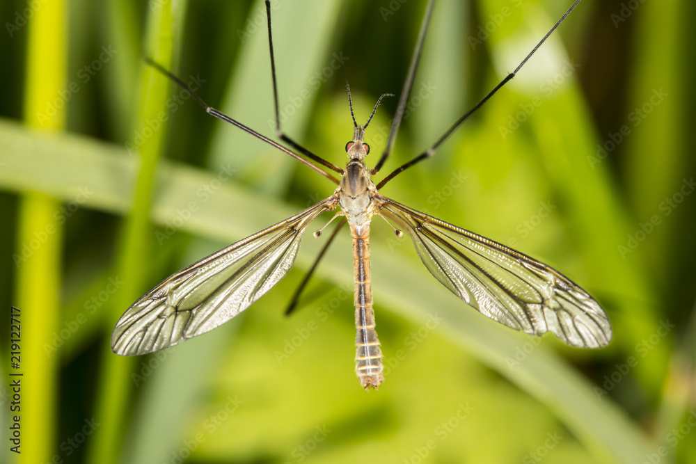 Tipula oleracea, big insect from the dipteran family, similar to a mosquito Tipula oleracea, big insect from the dipteran family, similar to a mosquito