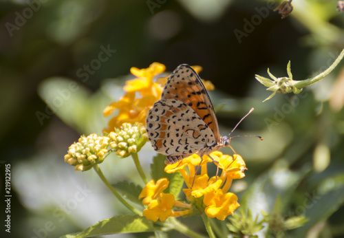 Melitaea didyma - Spotted fritillary photo