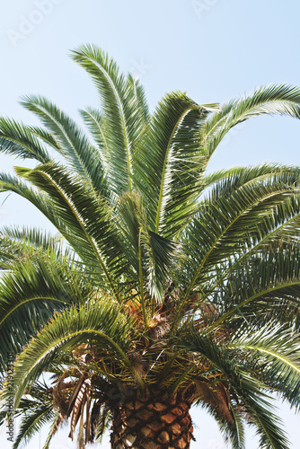 Palm tree over the clear sky