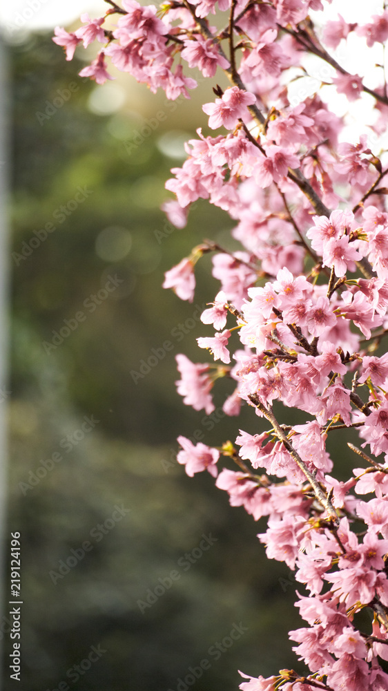 Naklejka premium Cherry blossoms