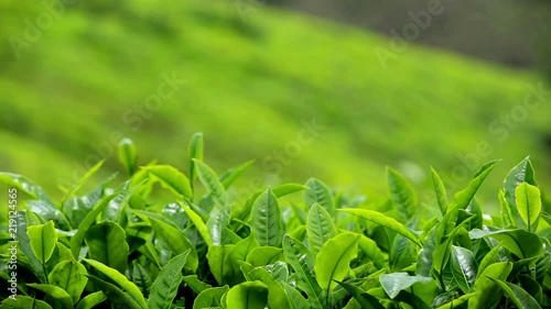 Close Up Of Green Tea Leaves At Ooty, India