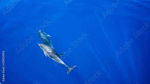 2 dolphins swimming side by side under blue water. dolphins.