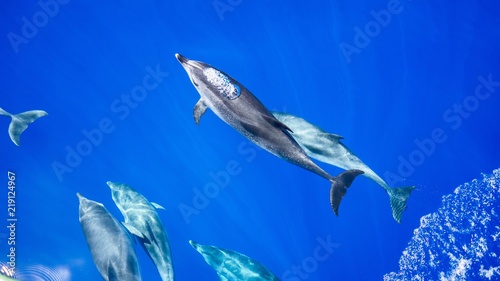 Bubble blowing dolphin in blue water. Dolphin. Blue. Water. photo