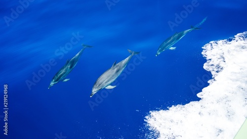 3 dolphins swimming side by side under blue water. dolphins.