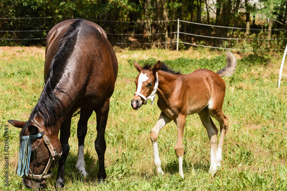 Fototapeta premium Stute mit Pfohlen