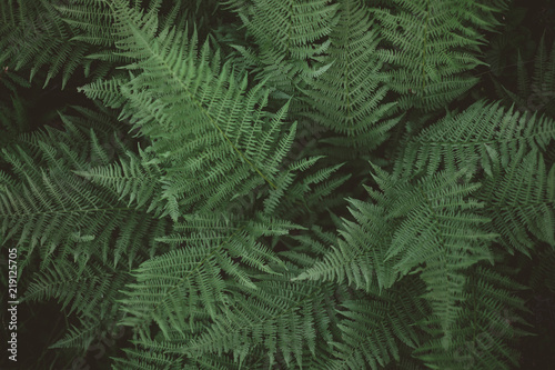 Green plant in the forest