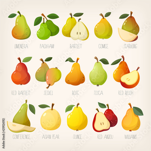 Set of colorful vector pears of different kinds with names.