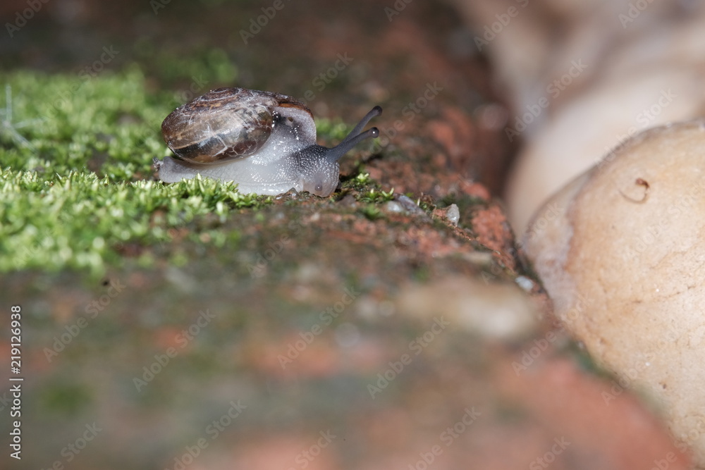 Snail animal's life eat some food on the brick in the garden Snail animal's life eat some food on the brick in the garden
