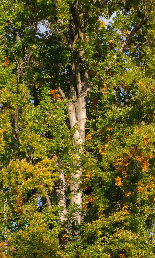 Fototapeta premium Trees at autumn