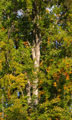 Trees at autumn