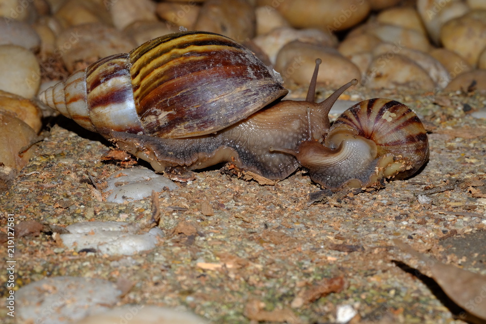 Snail animal's life eat some food on the brick in the garden Snail animal's life eat some food on the brick in the garden