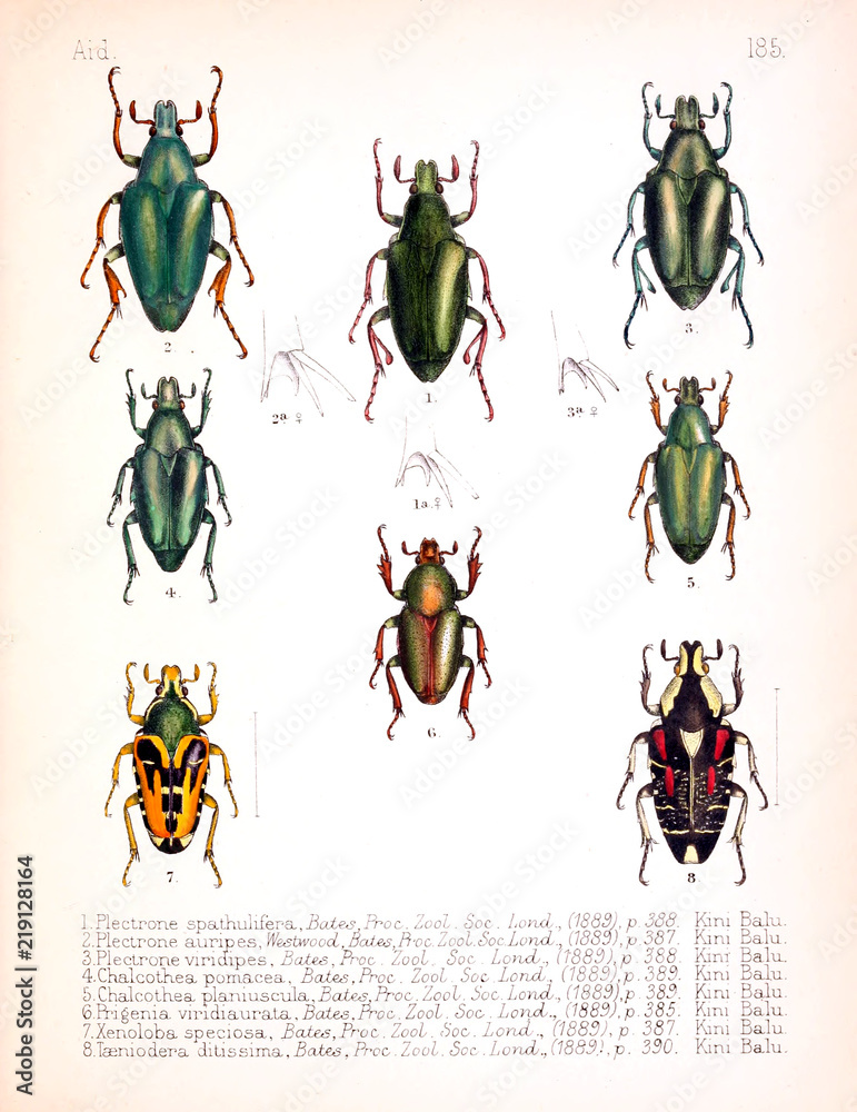 Illustration of insects Illustration of insects