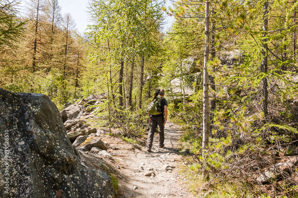 Zermatt, Furi, Lärchenwald, Arve, Wanderweg, Wanderer, Wallis, Walliser Berge, Alpen, Gletschergarten, Schweizer Berge, Sommer, Schweiz