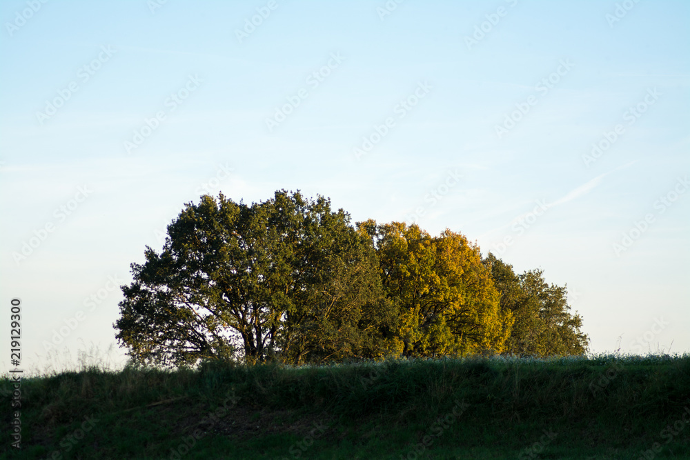 Obraz premium Baumgruppe