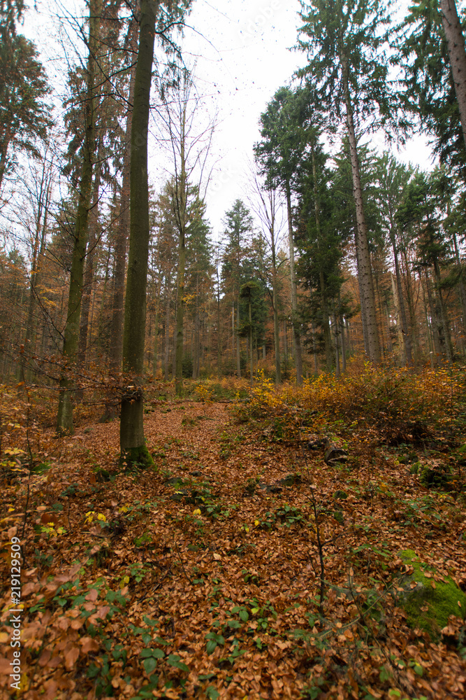 Obraz premium Bayerischer Wald im Herbst