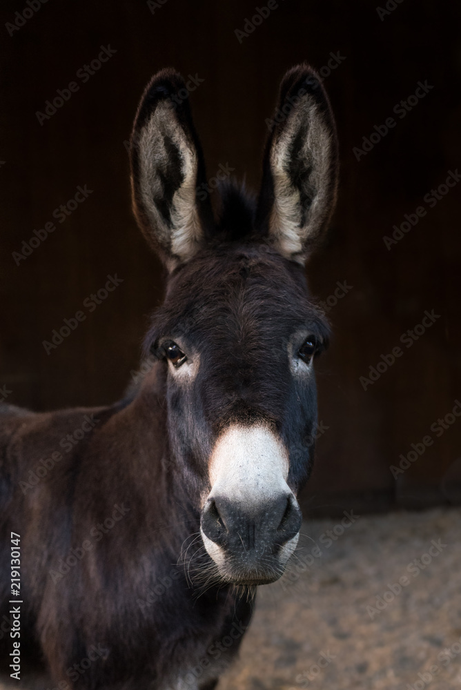 wise donkey