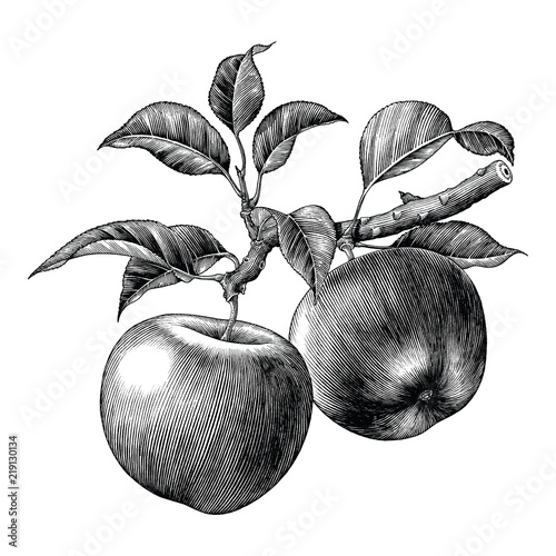 Apple branch hand draw vintage clip art isolated on white background