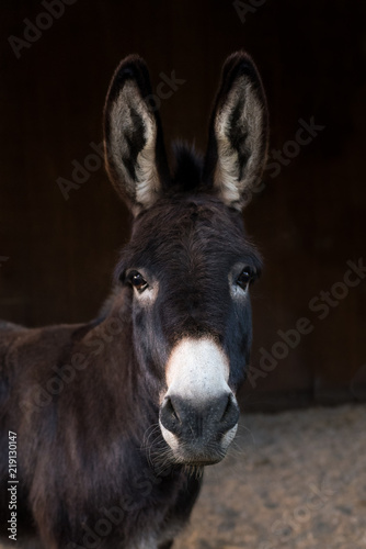 wise donkey